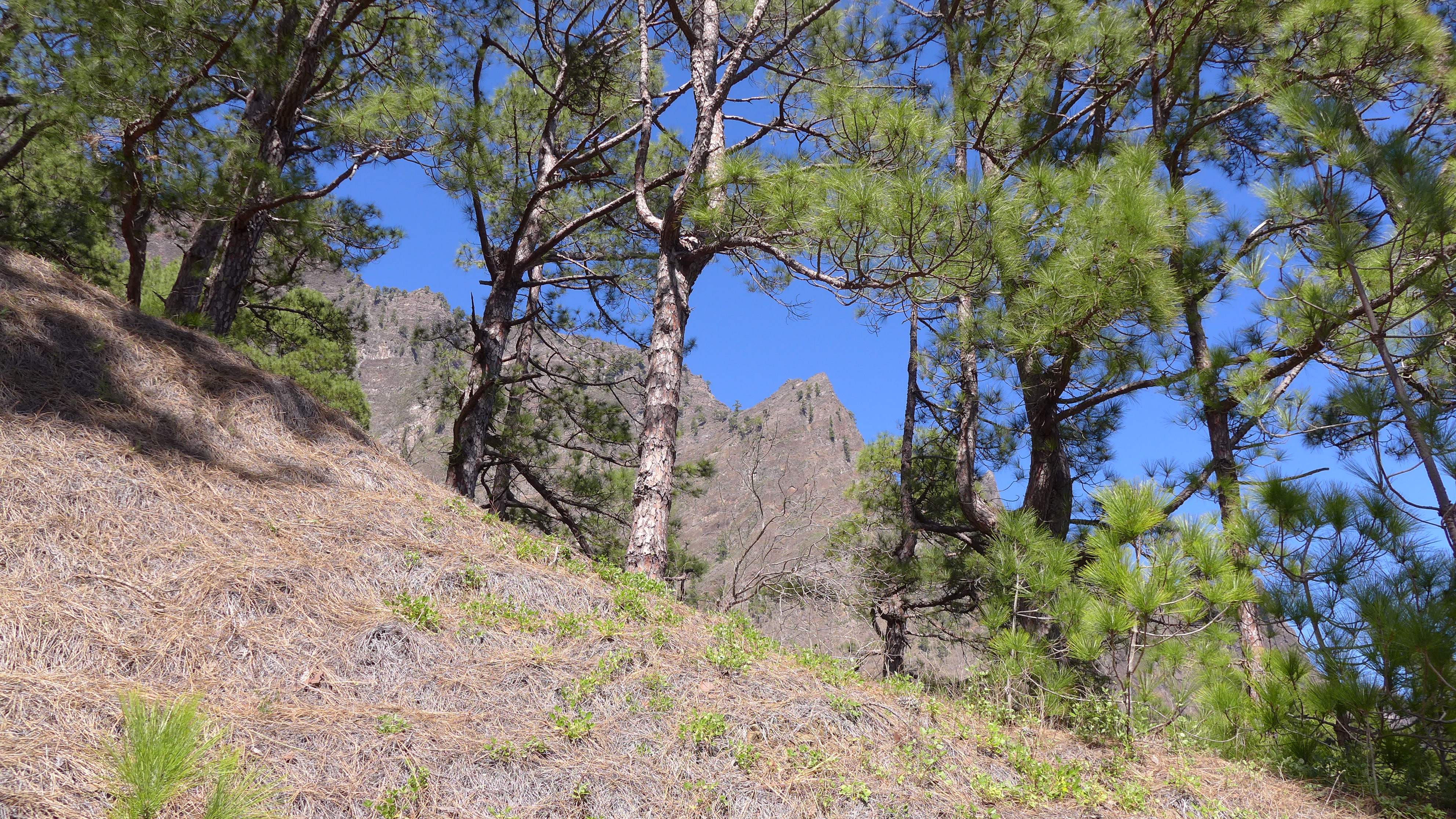 LaPalma